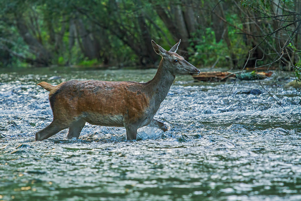 Cervo femmina guada il fiume
