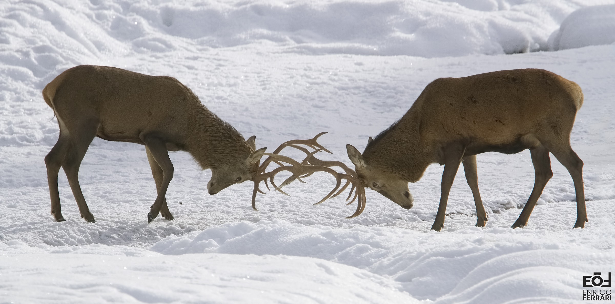 Game between deer