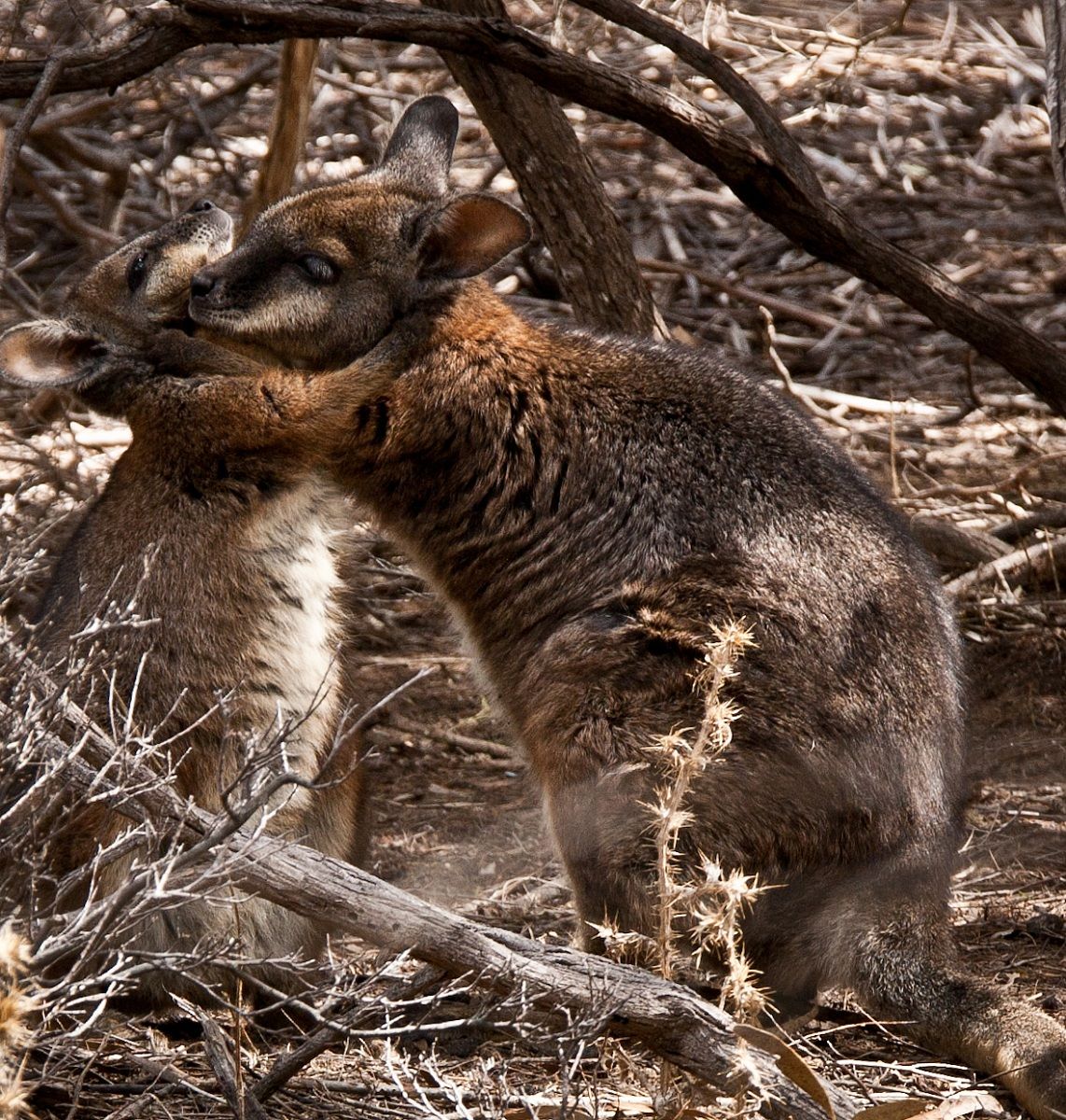 an embrace between old friends