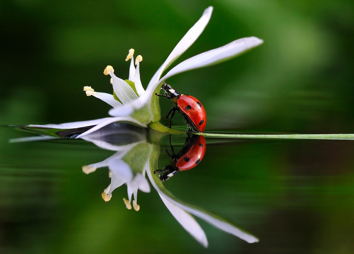 Come allo specchio..