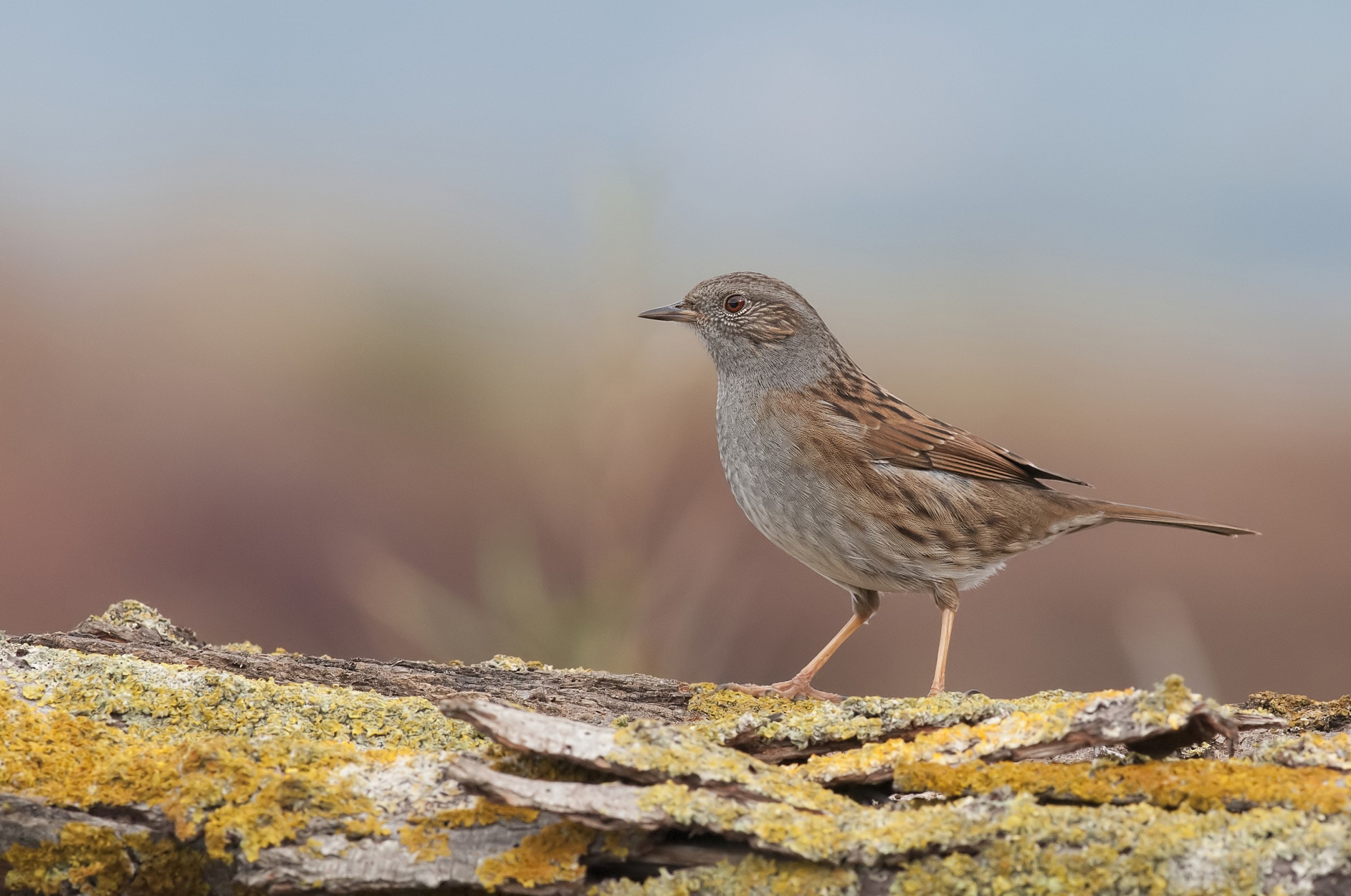 Dunnock