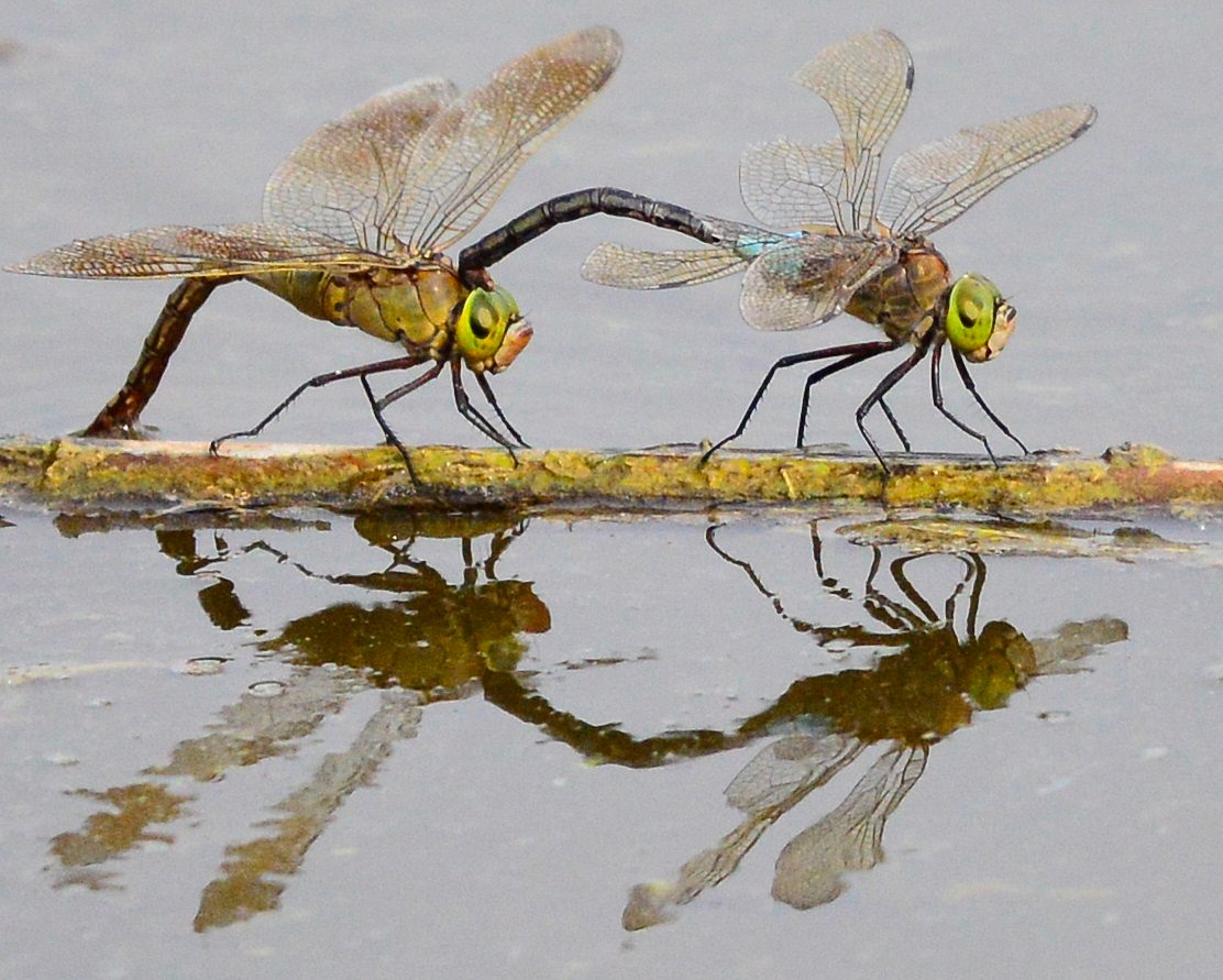 Atto amoroso--Libellule--