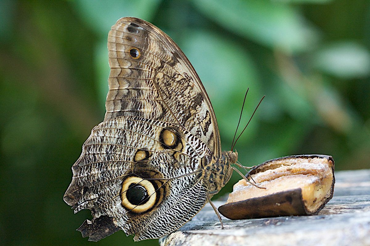 Caligo eurilochus