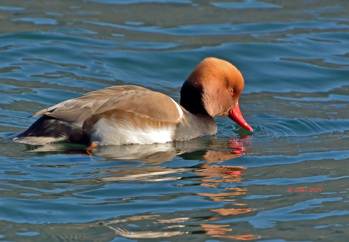 Fistione Turco (Netta rufina)