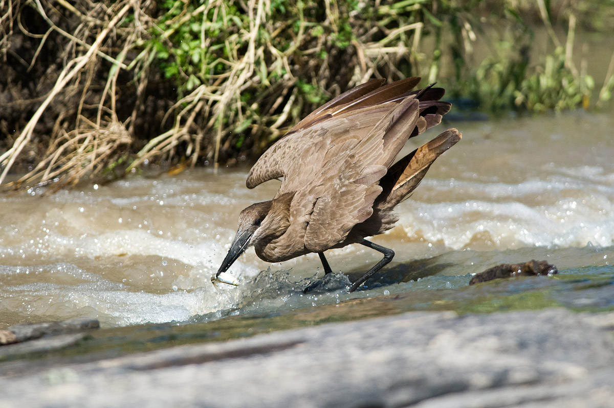 Hamercop, obiettivo centrato