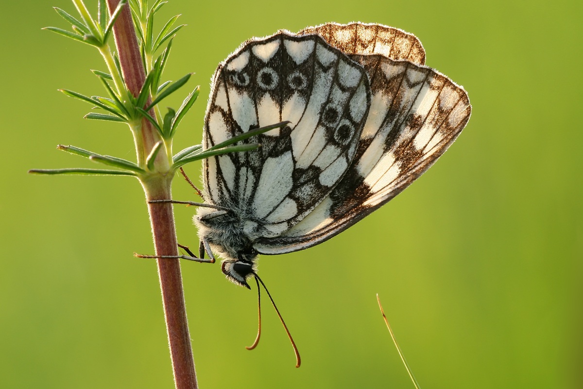Melanargia galathea