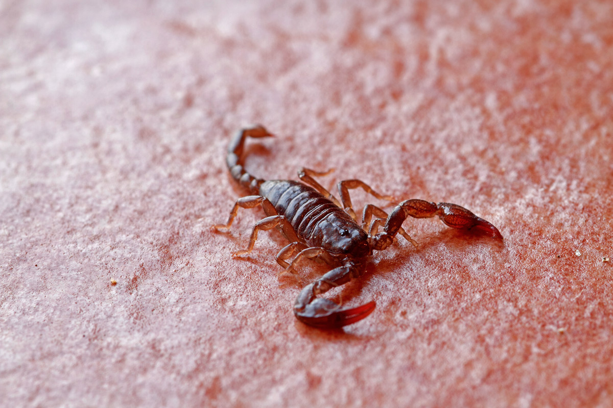 Scorpio on brick flooring