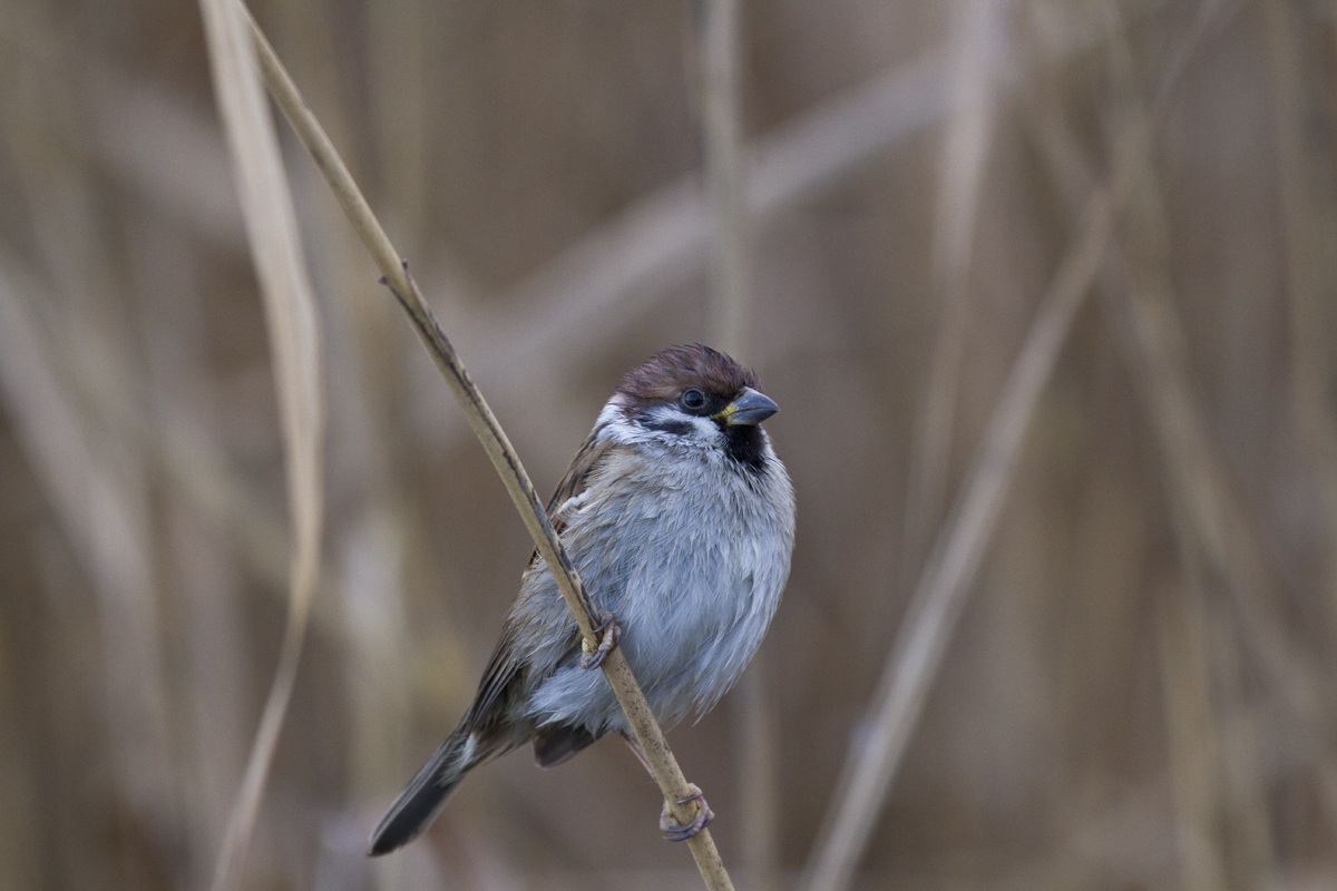 Tree Sparrow