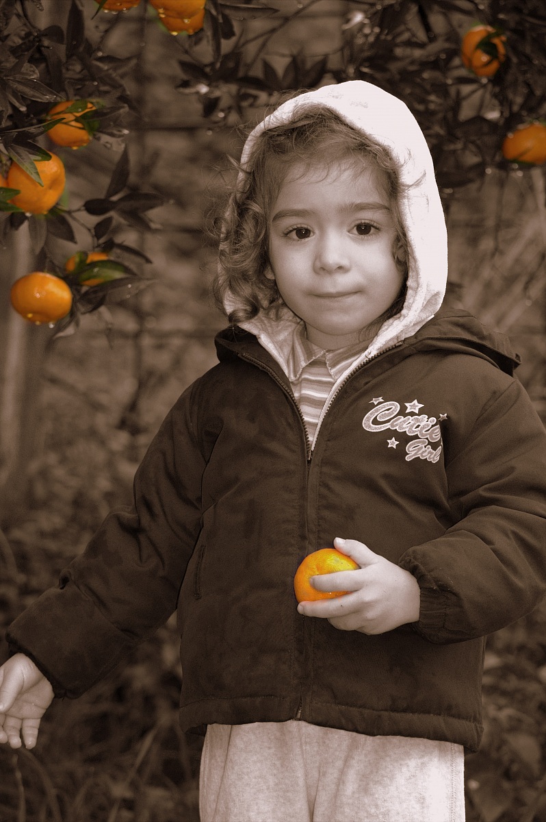 La raccoglitrice di mandarini