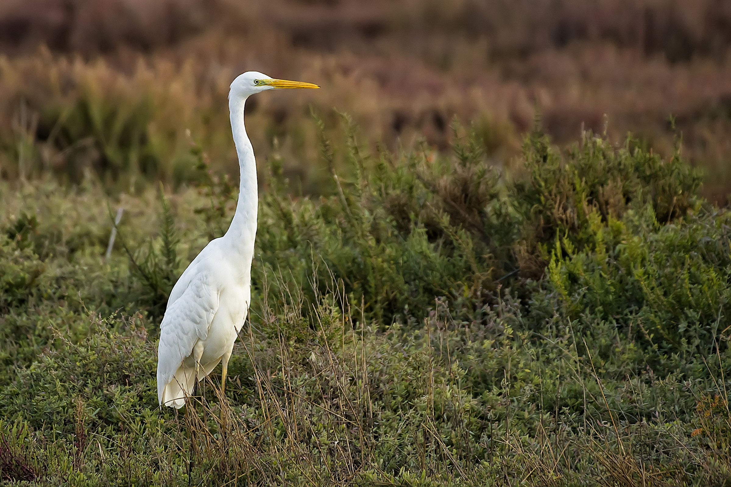 His Majesty the White Heron Major