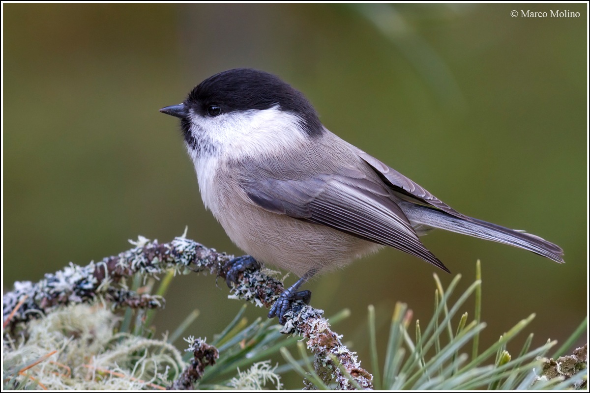 Parus montanus - Cincia bigia alpestre