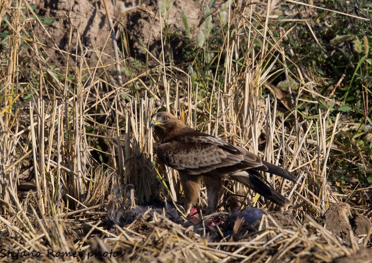 booted eagle with prey