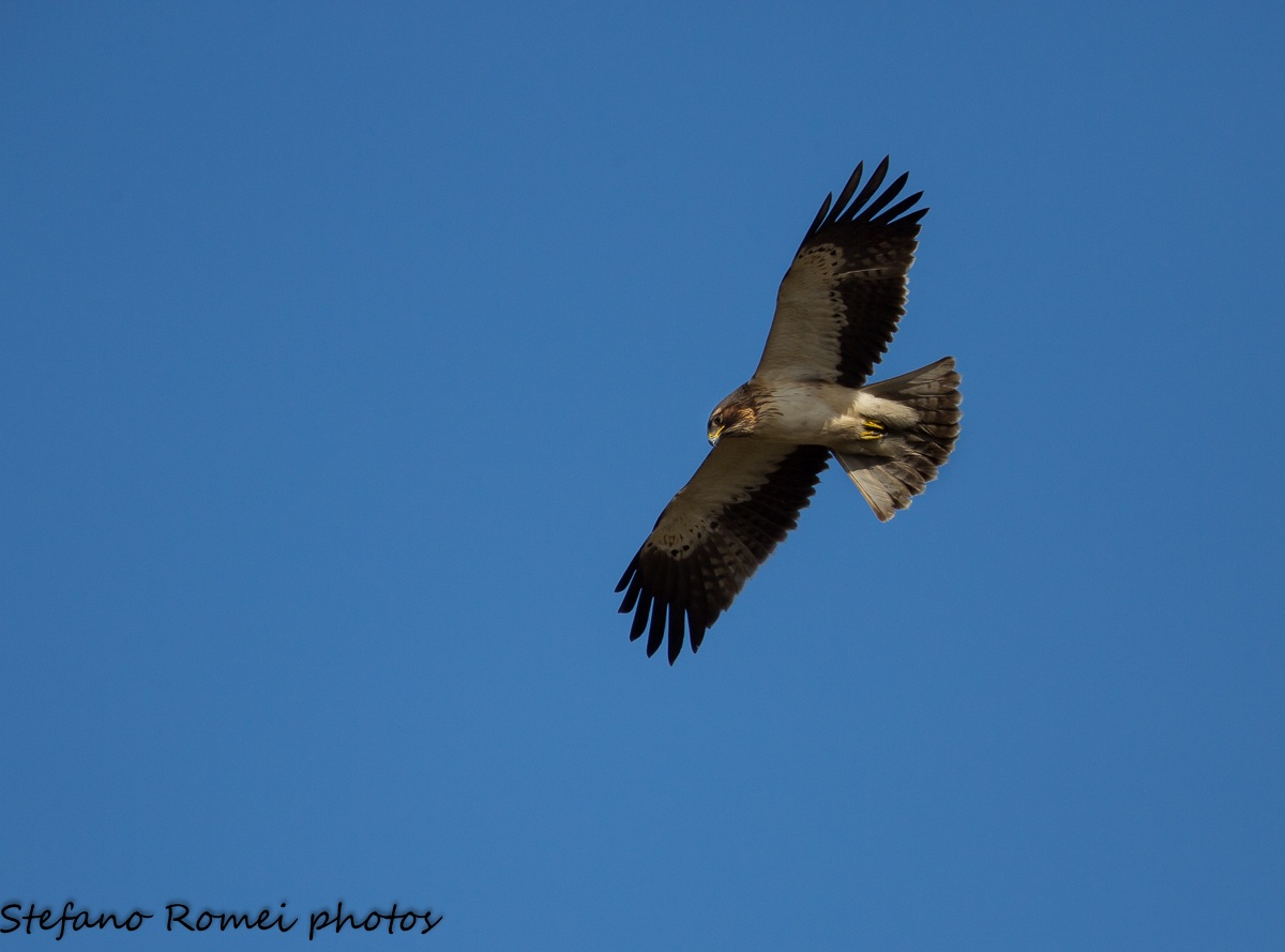 aquila minore in volo