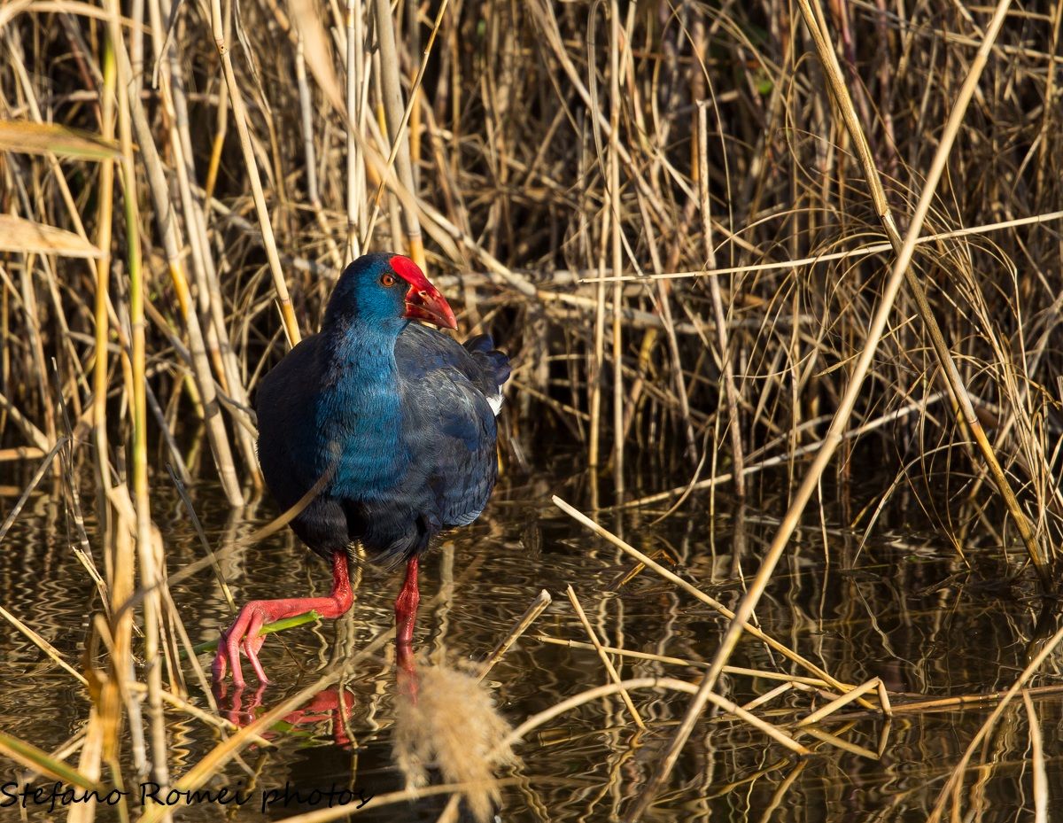 il sultano in persona