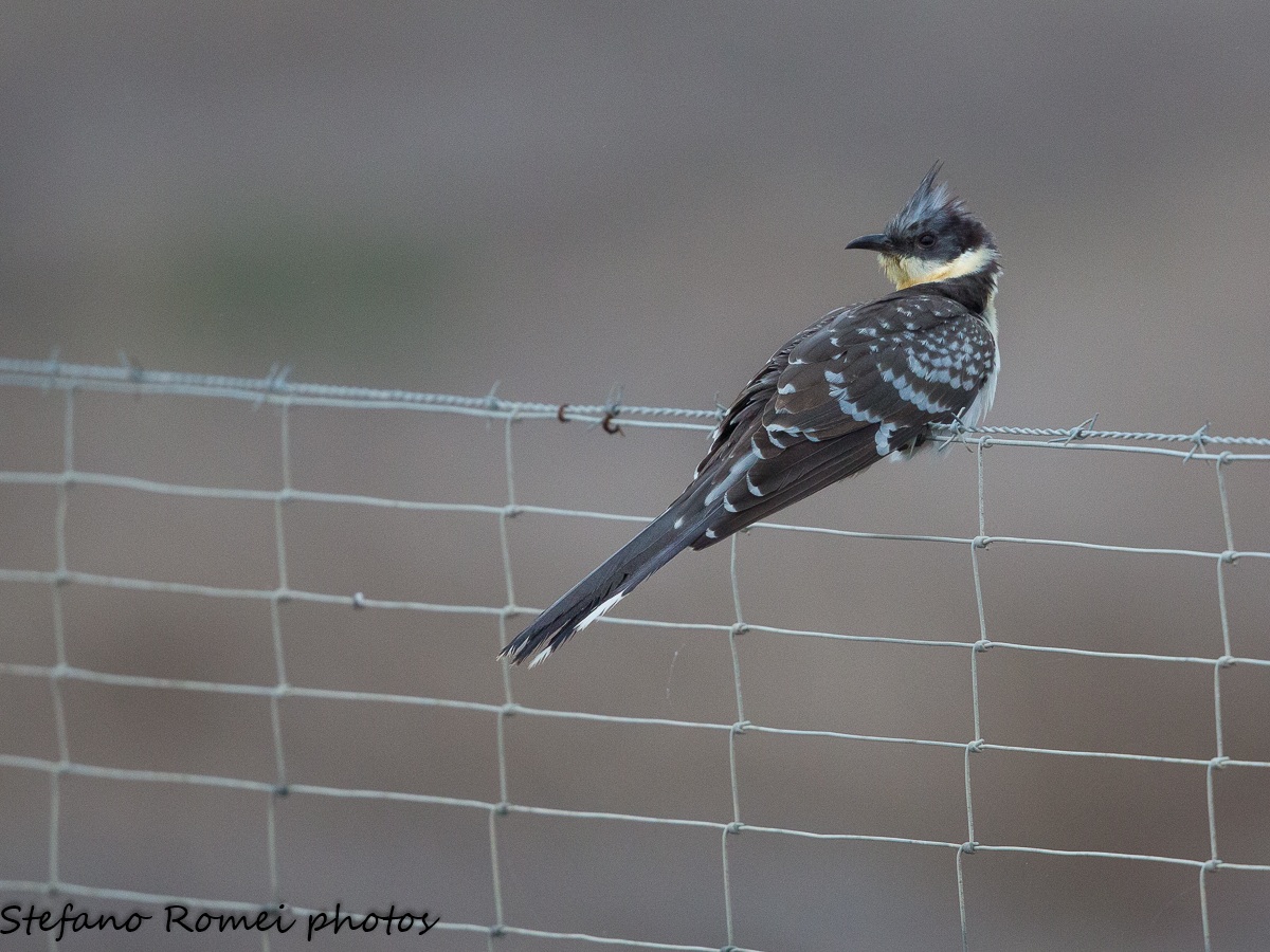 ma che bel posatoio....