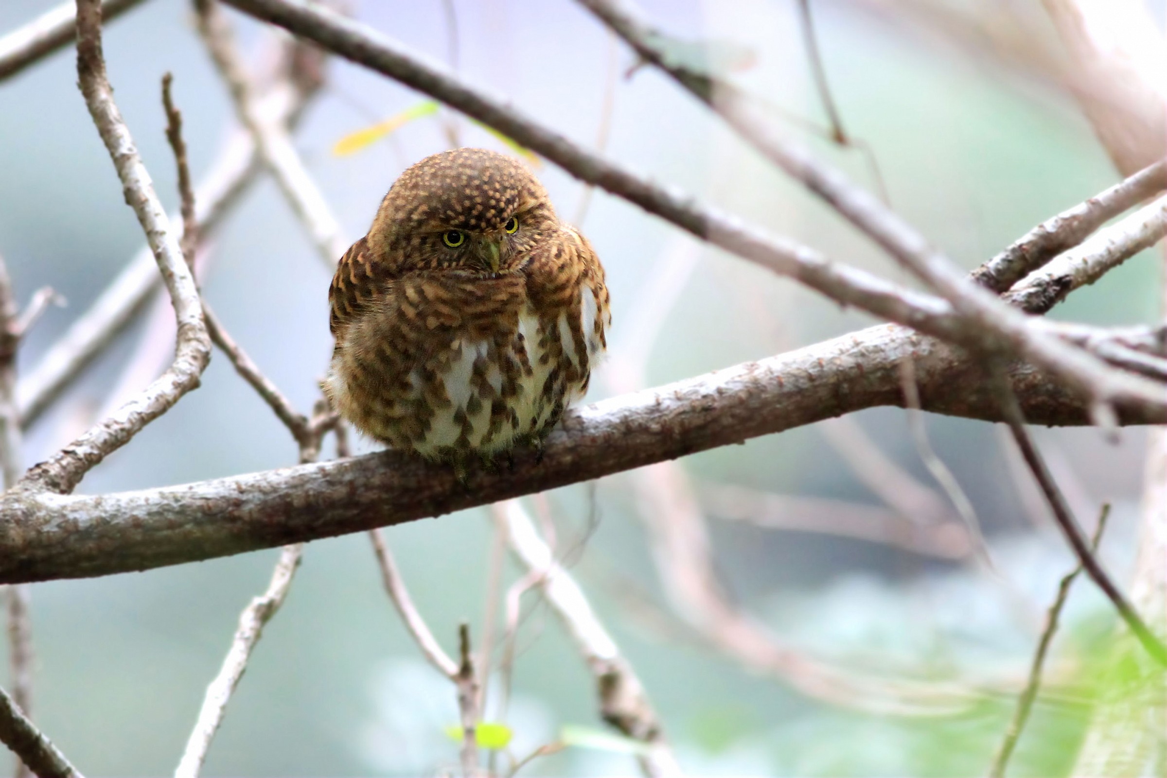 Collared Pigmy Owlet