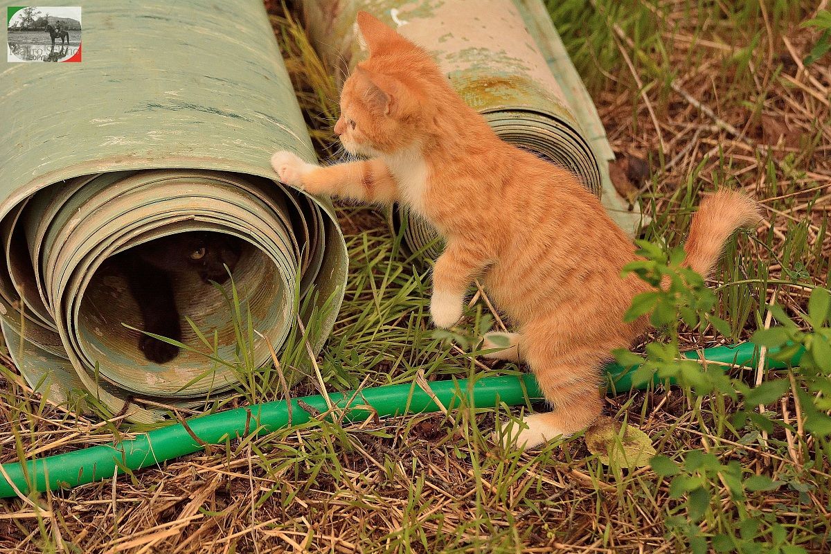 Gattini di Roselle
