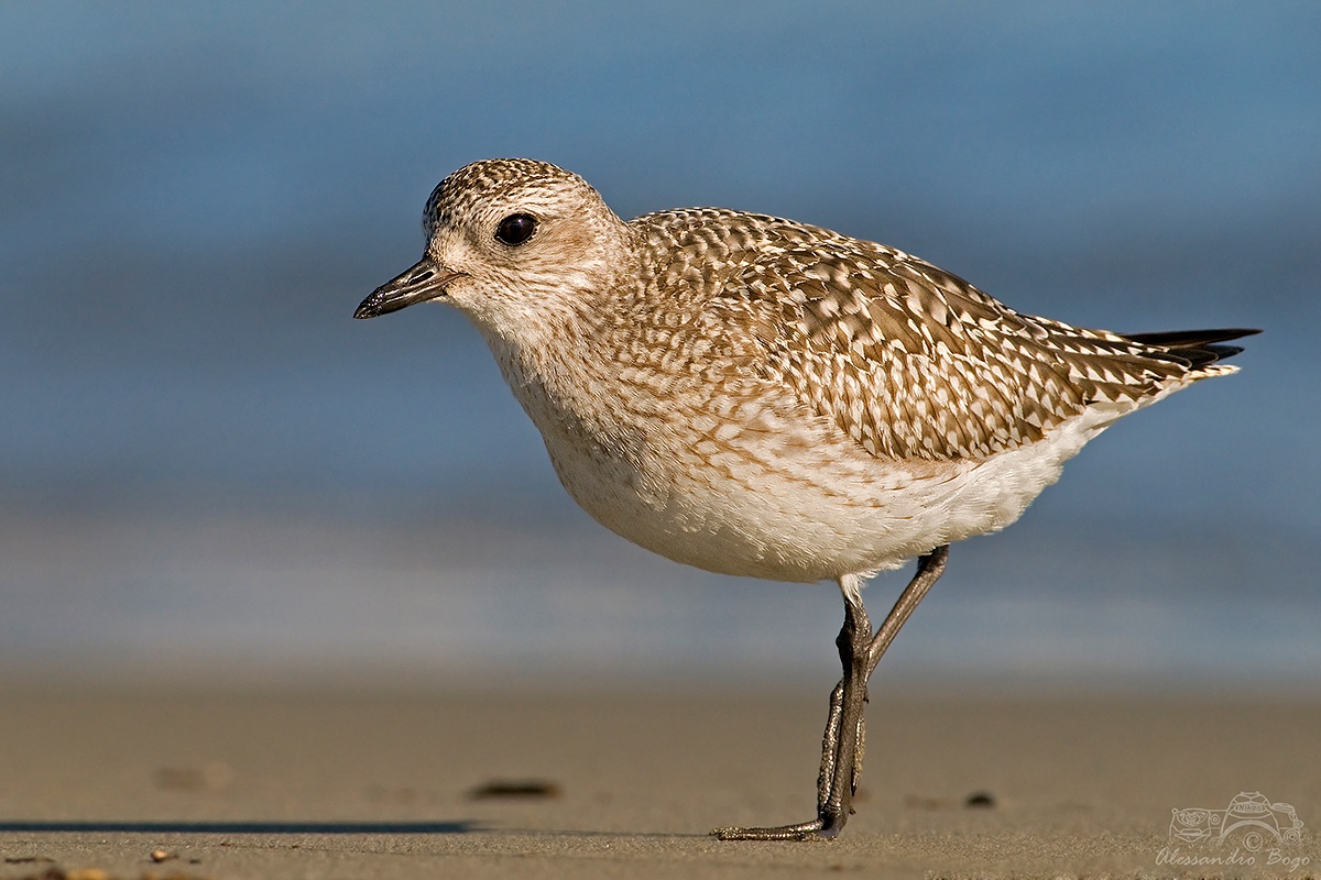 Black-bellied Plover