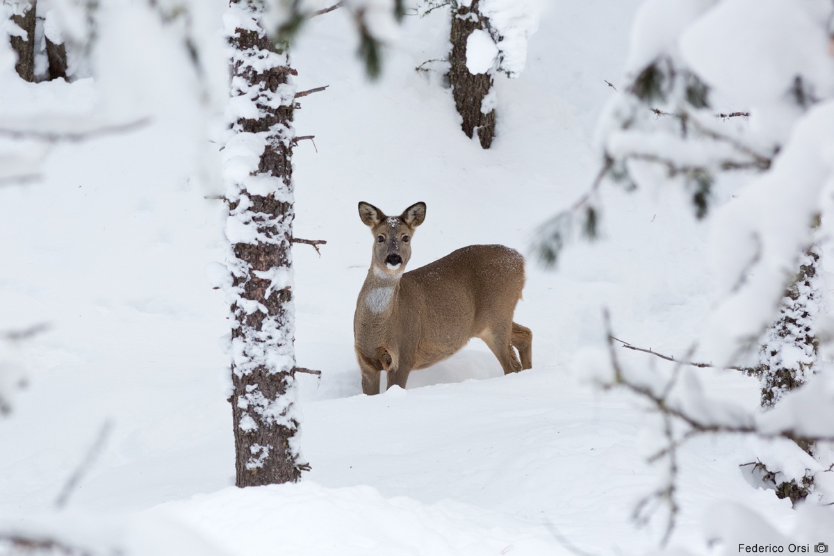 Alla ricerca di cibo