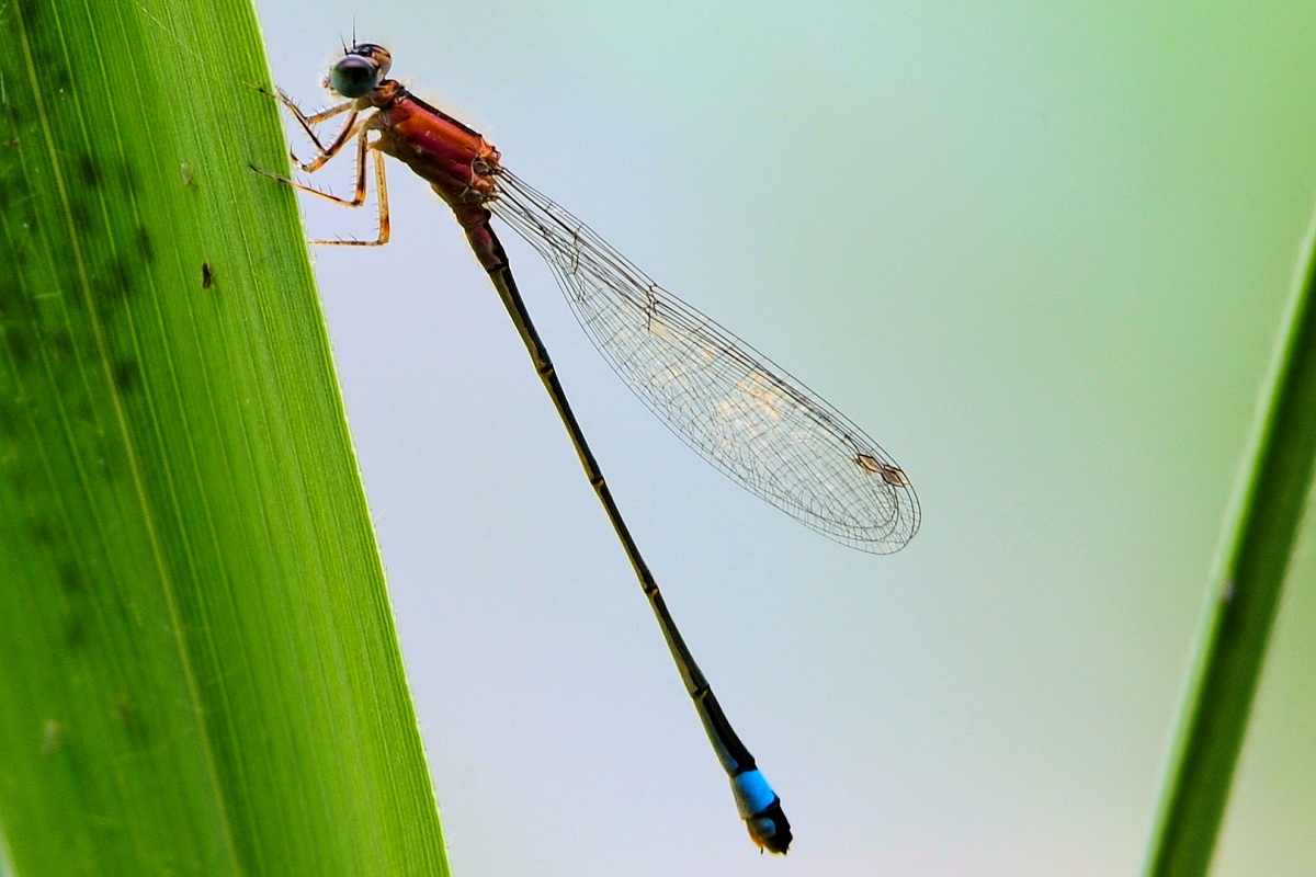 Dragonfly