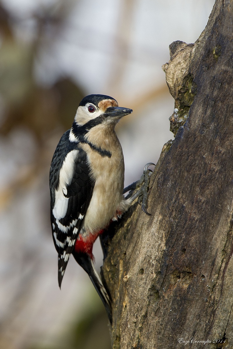 Picchio rosso maggiore