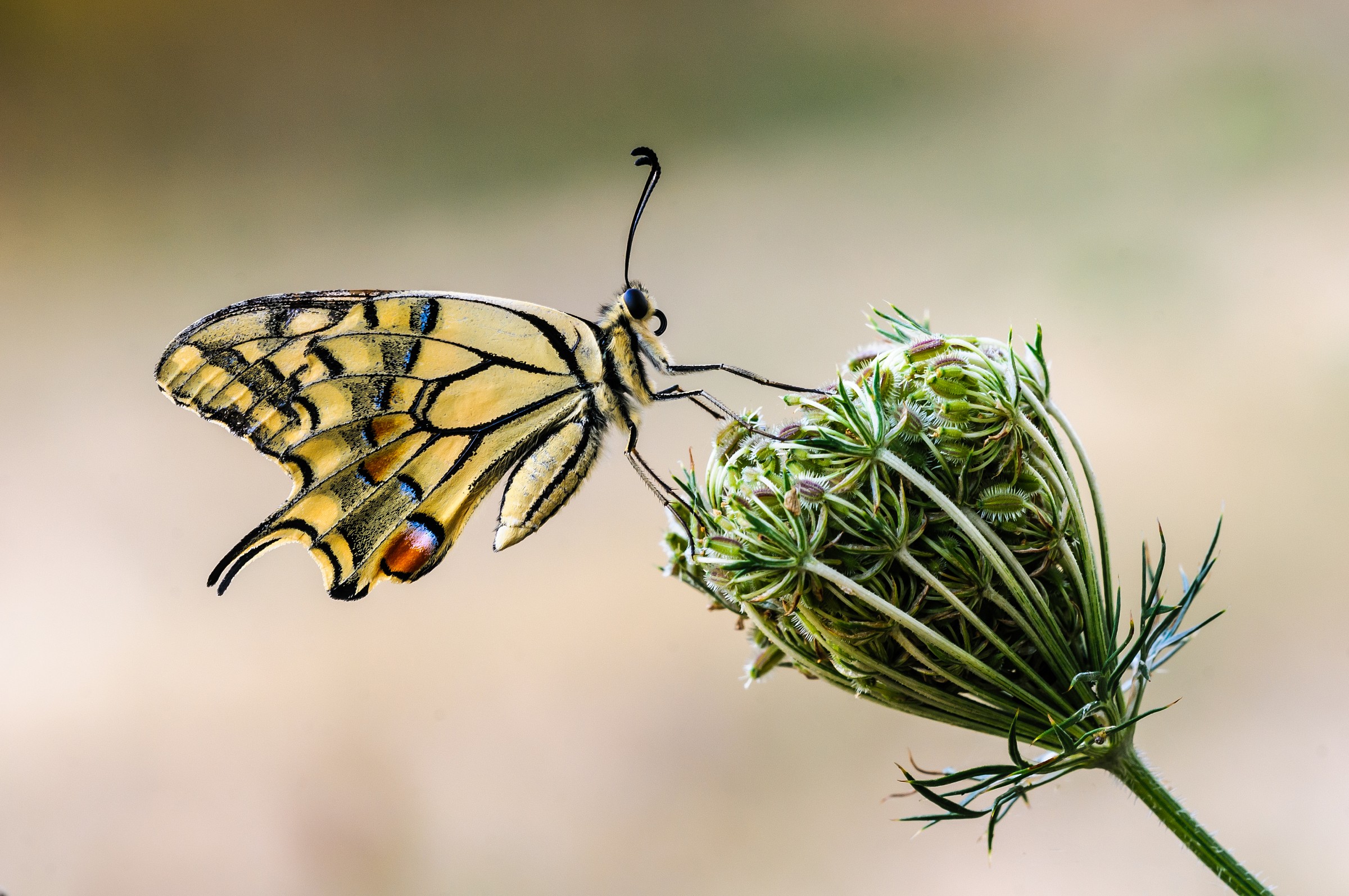 Machaon