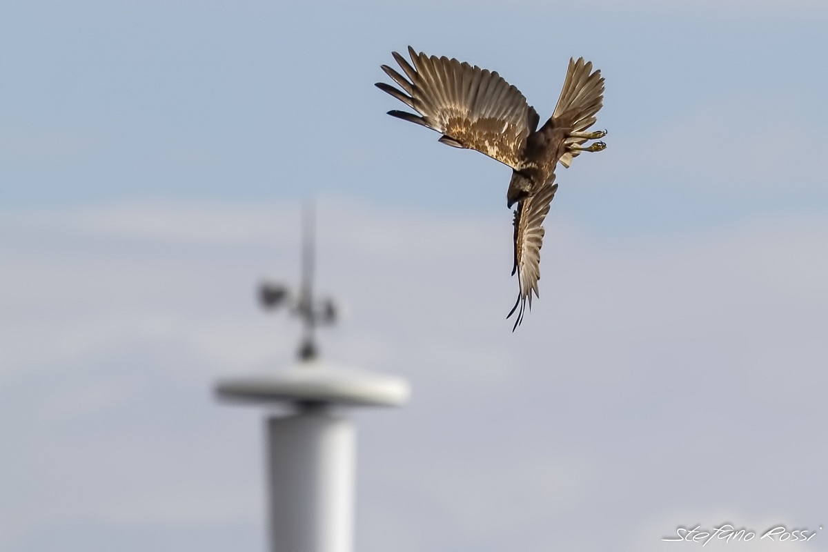 Marsh Harrier hunting