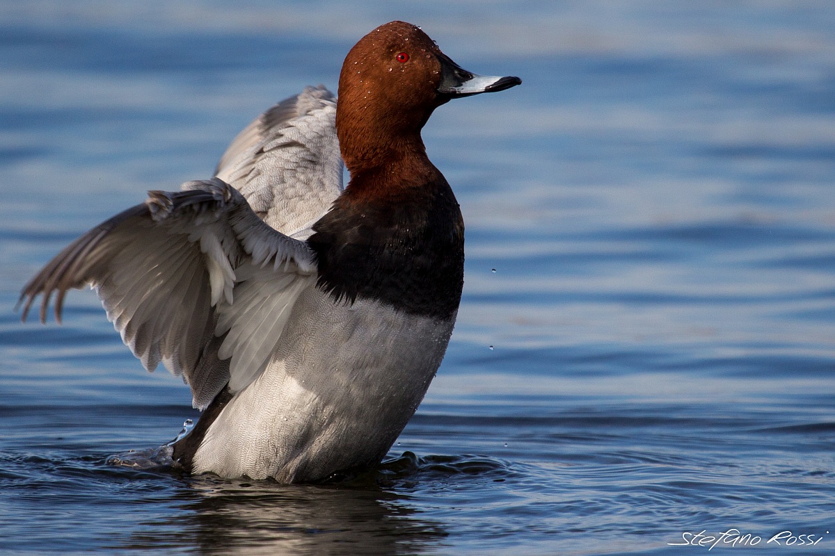 Pochard