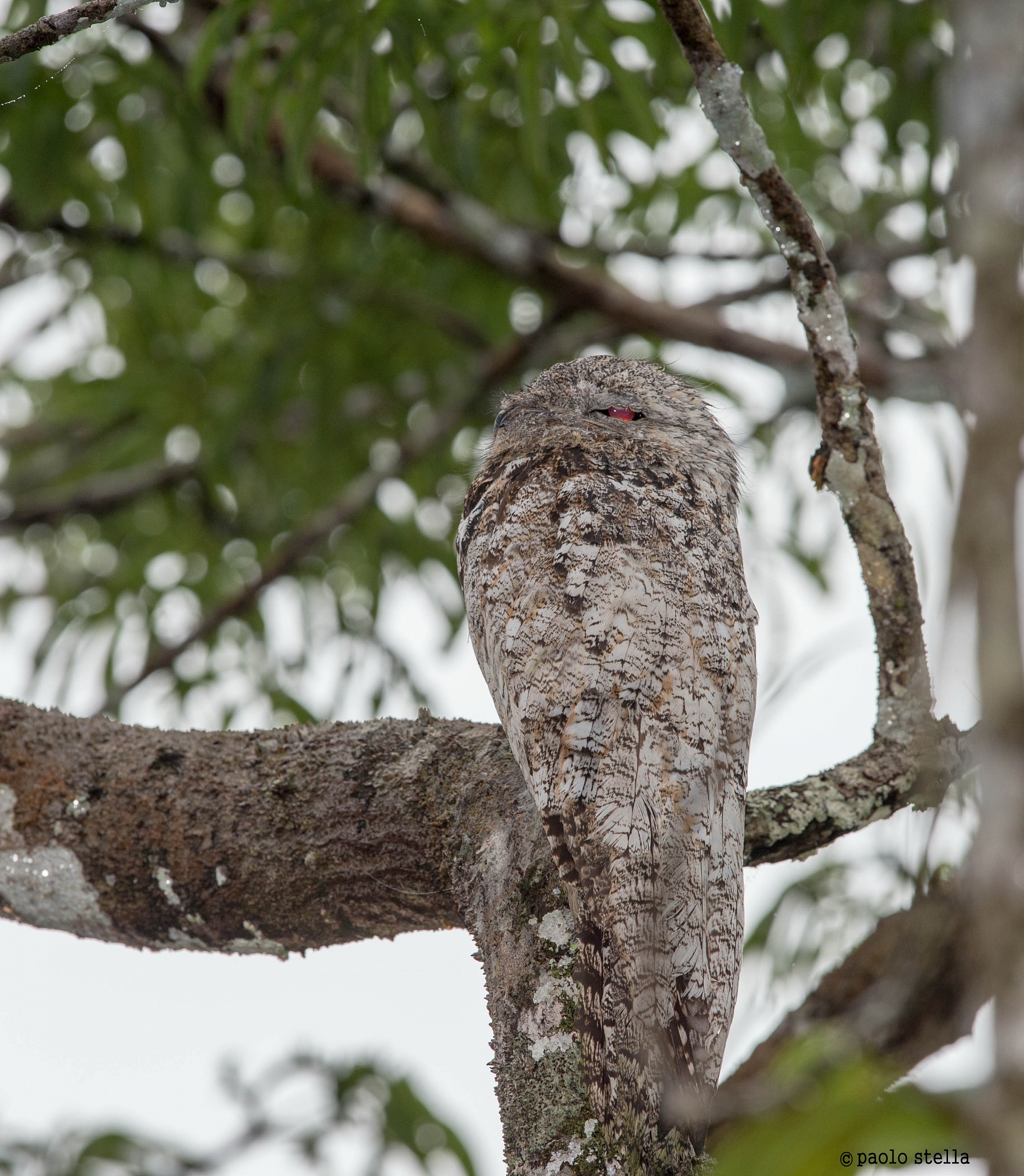 the eye of the Great Potoo (no flash)