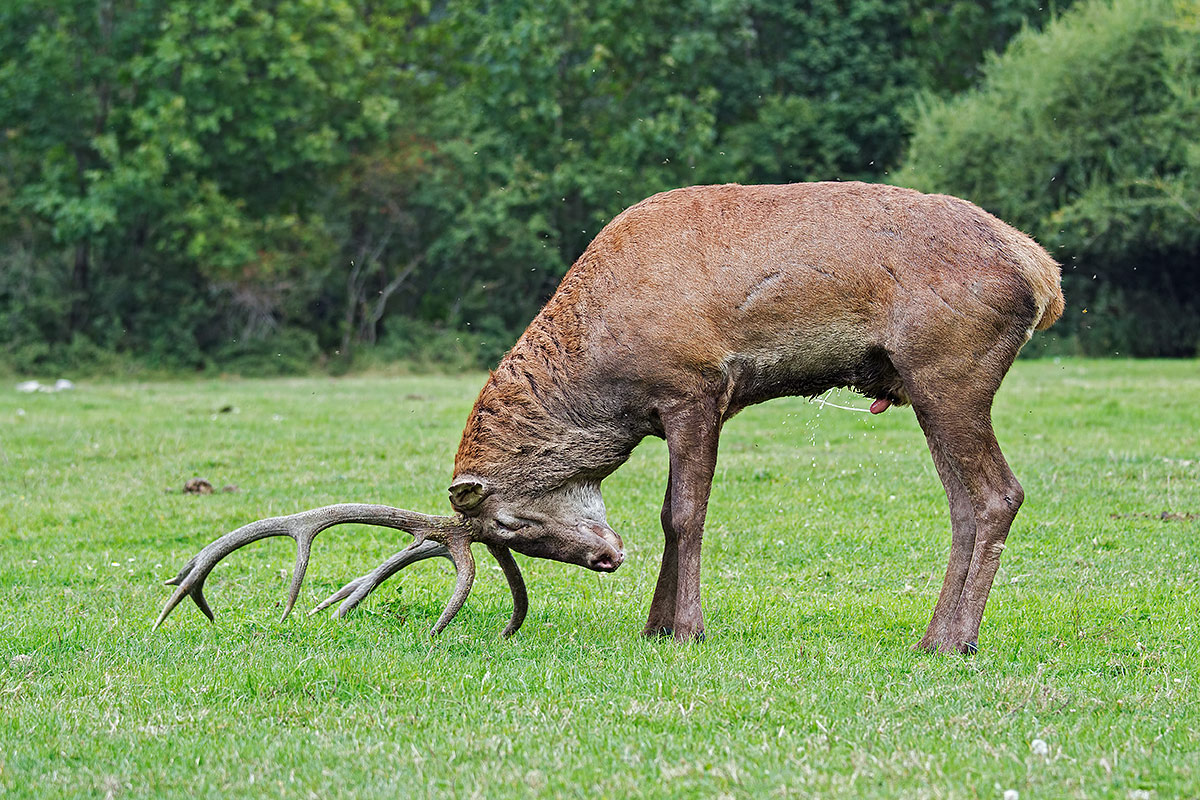 Cervo maschio. Marcatura del terrirorio