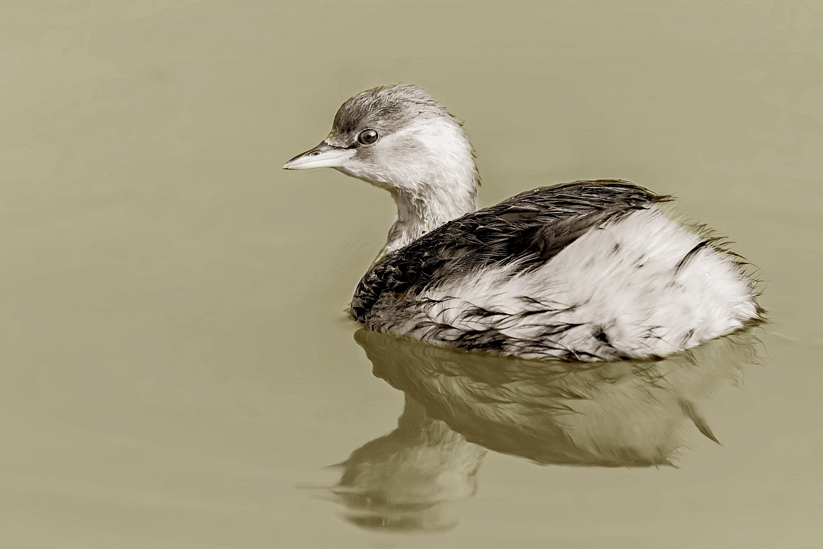 Little Grebe