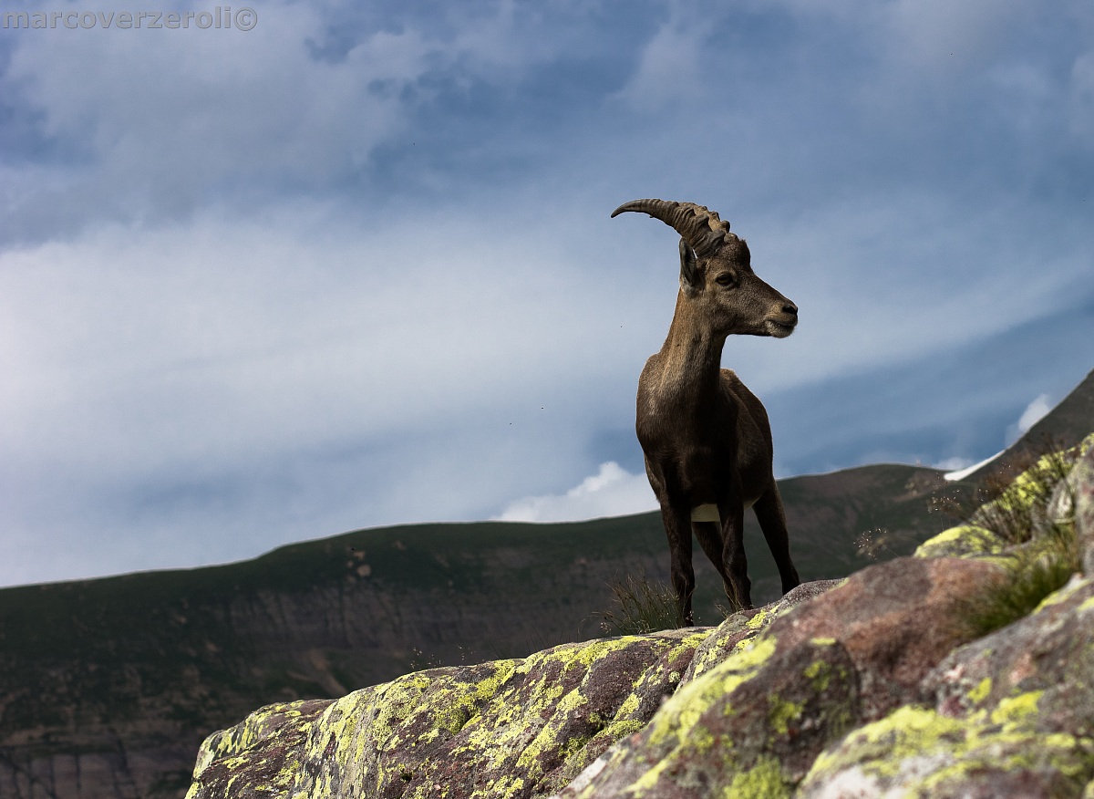 Young male ibex