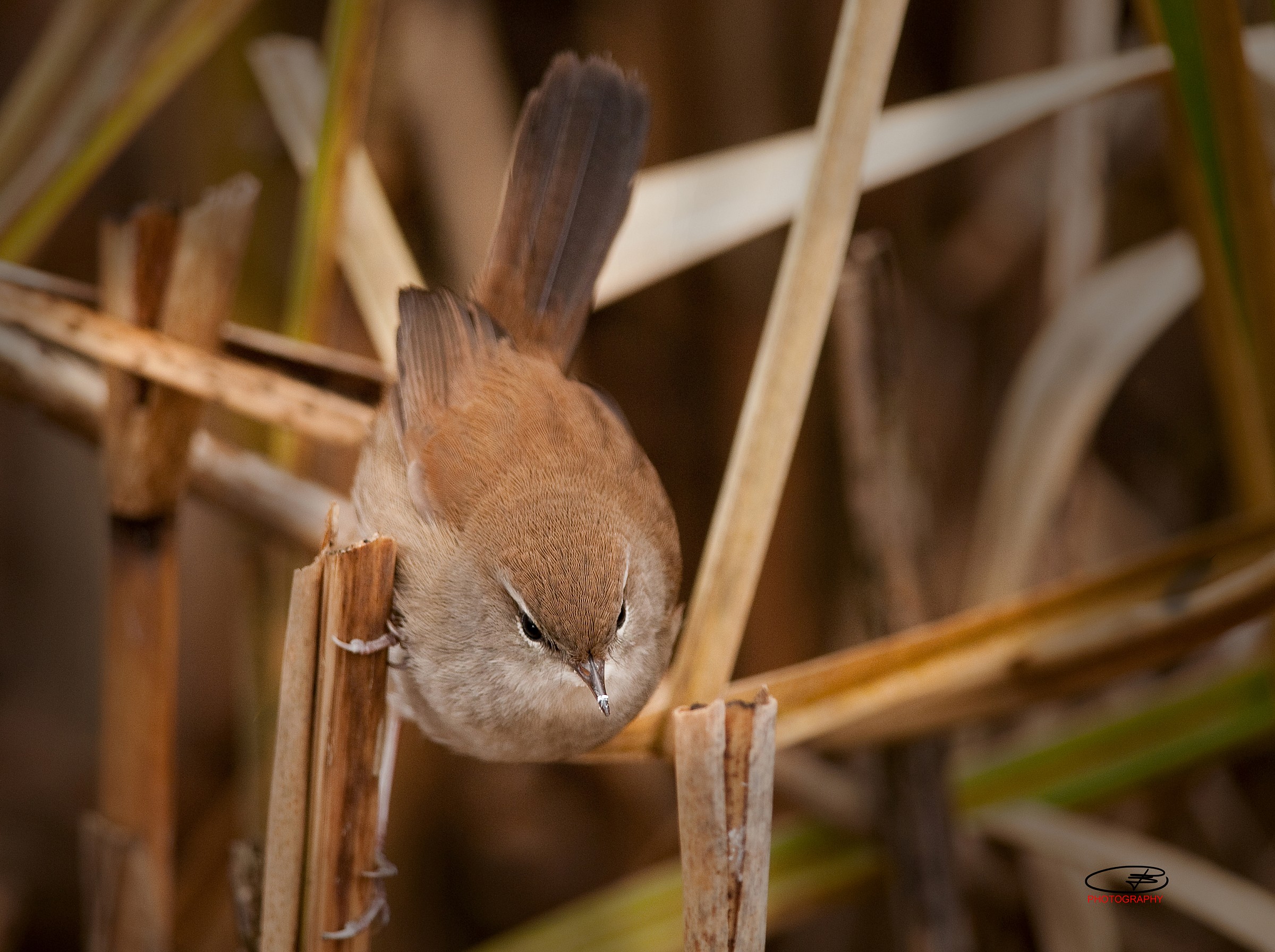 Cetti's Warbler