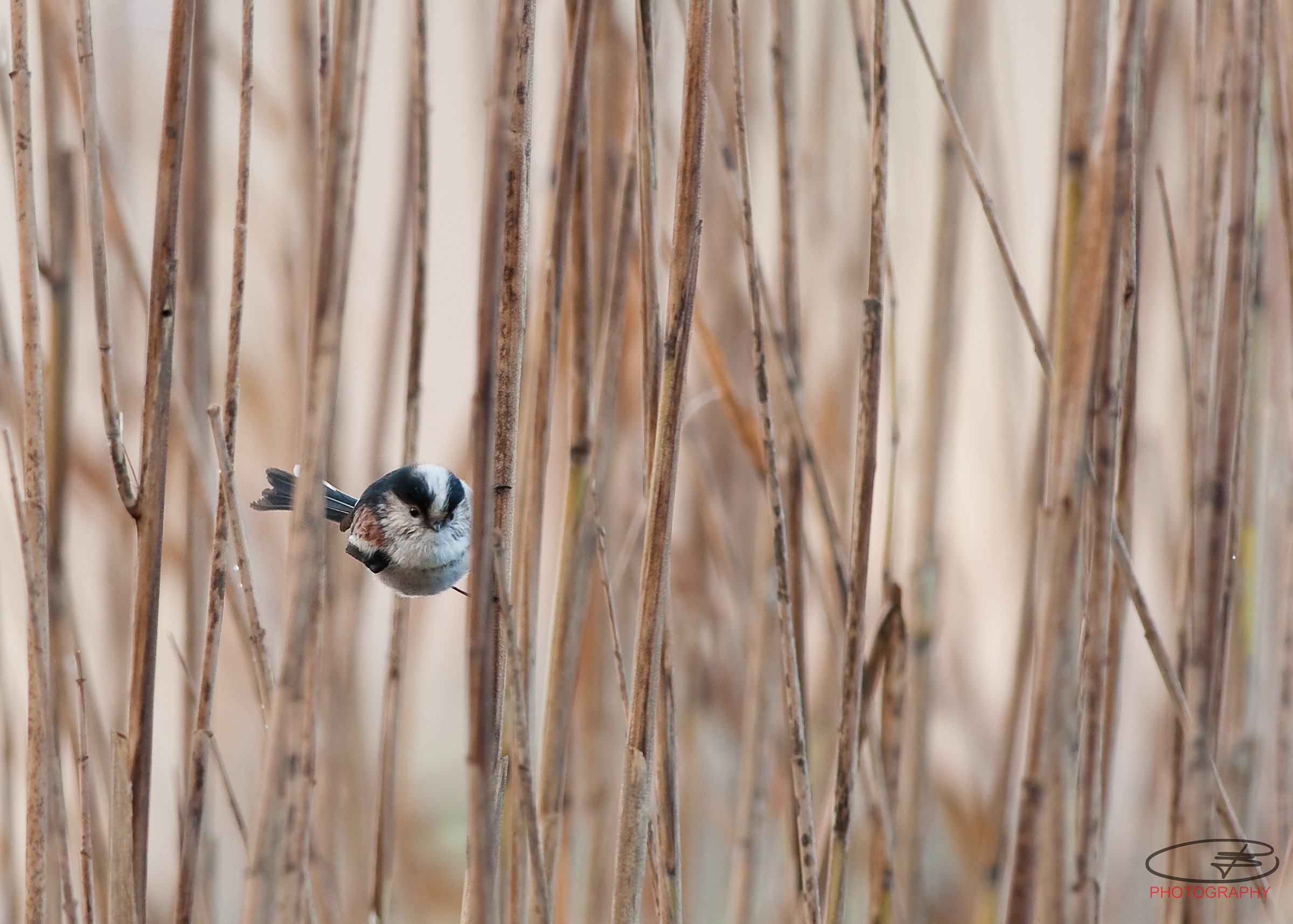Codibungolo on the lake