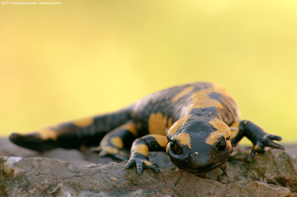 Salamandra salamandra Linnaeus, 1758