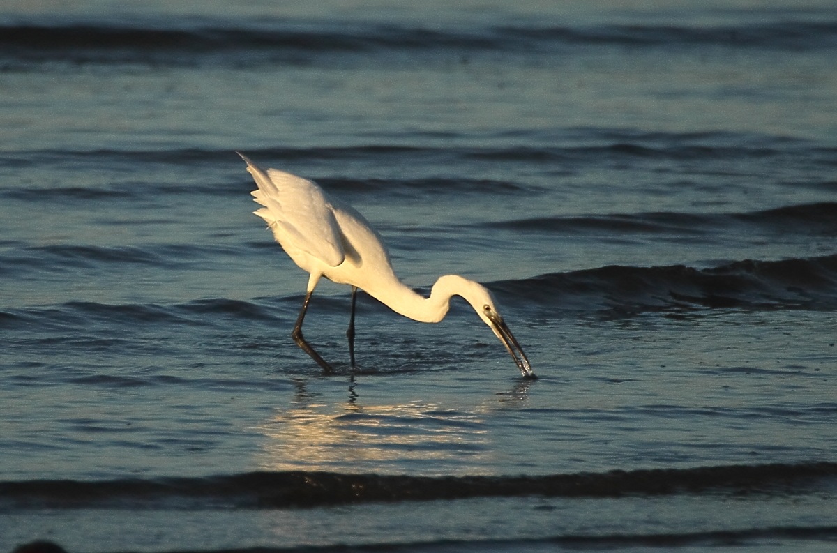 Egret at dinner