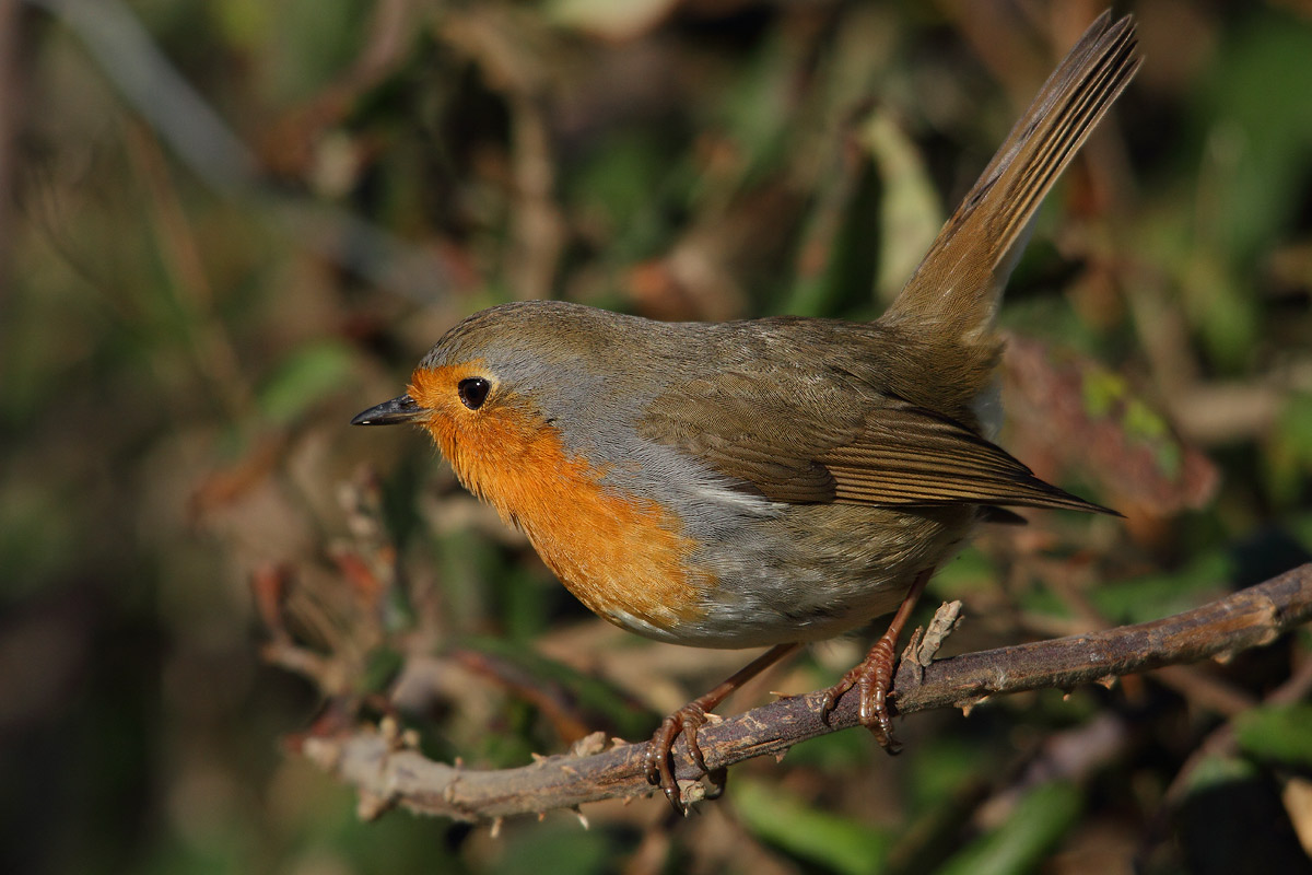 Robin