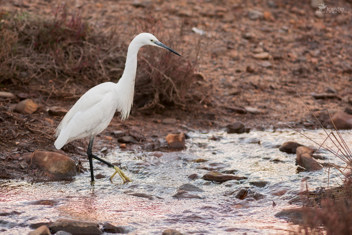 Egret at last light