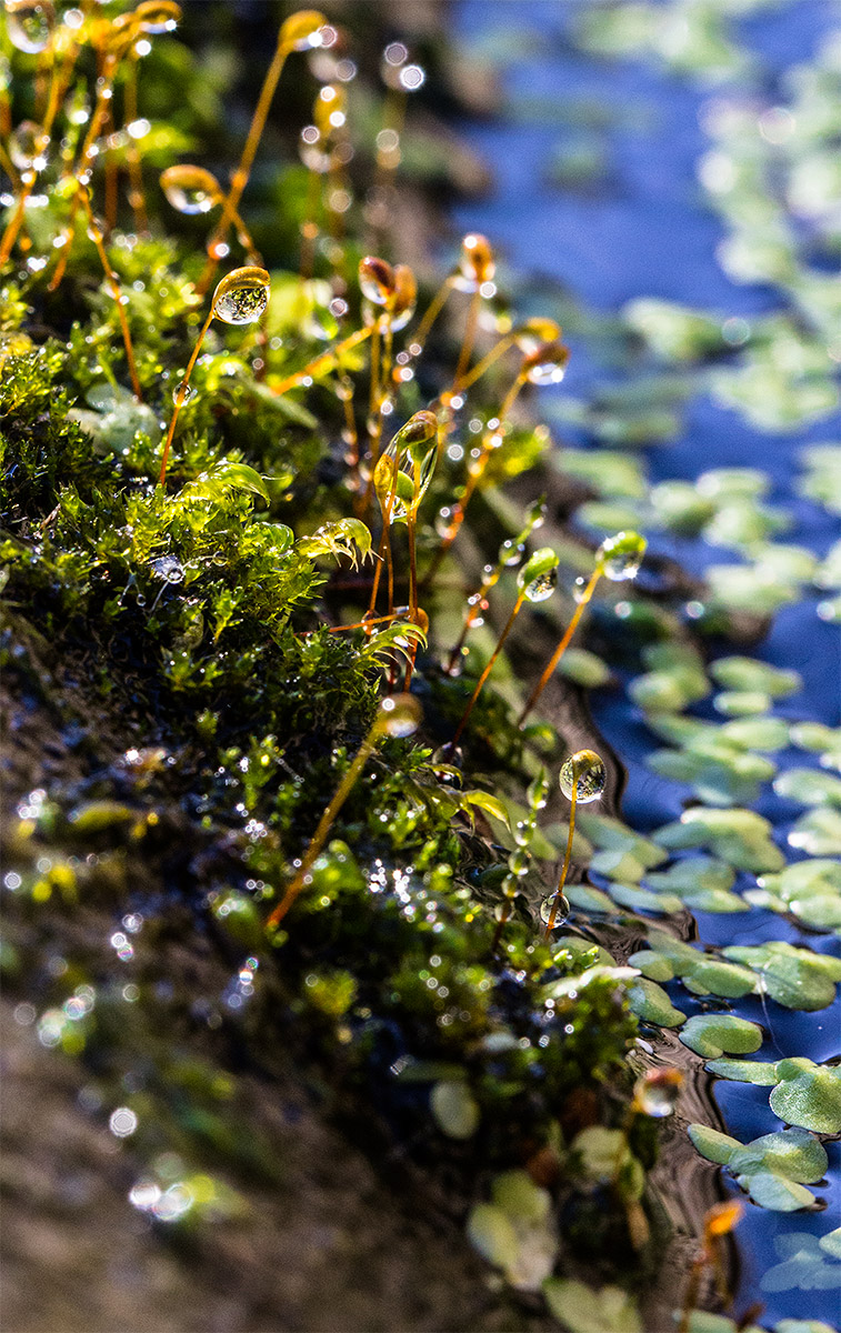 The Edge dell'abbeveratoio
