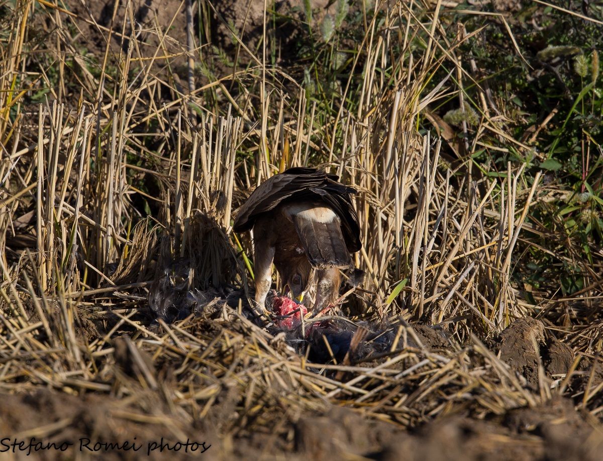aquila minore a pranzo