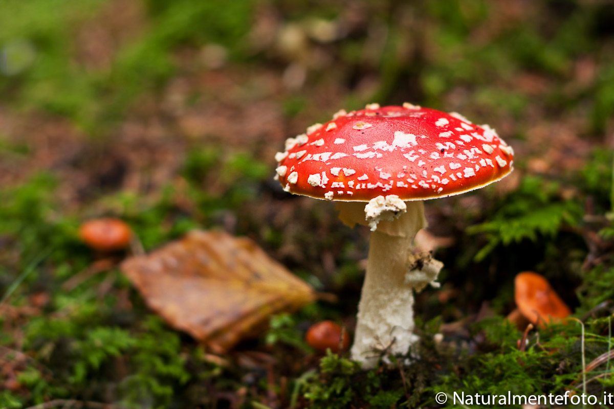 Amanita muscaria