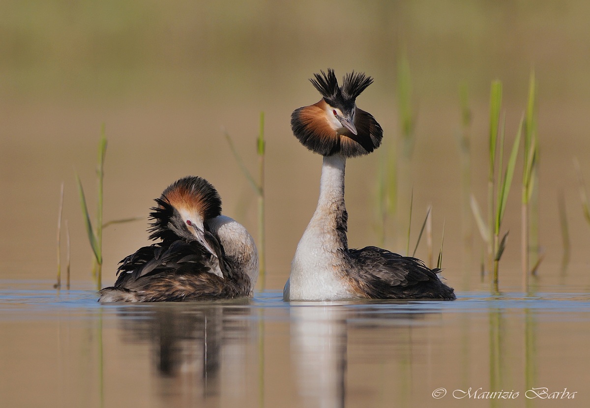 Grebes