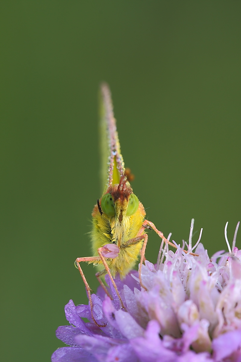 Colias crocea