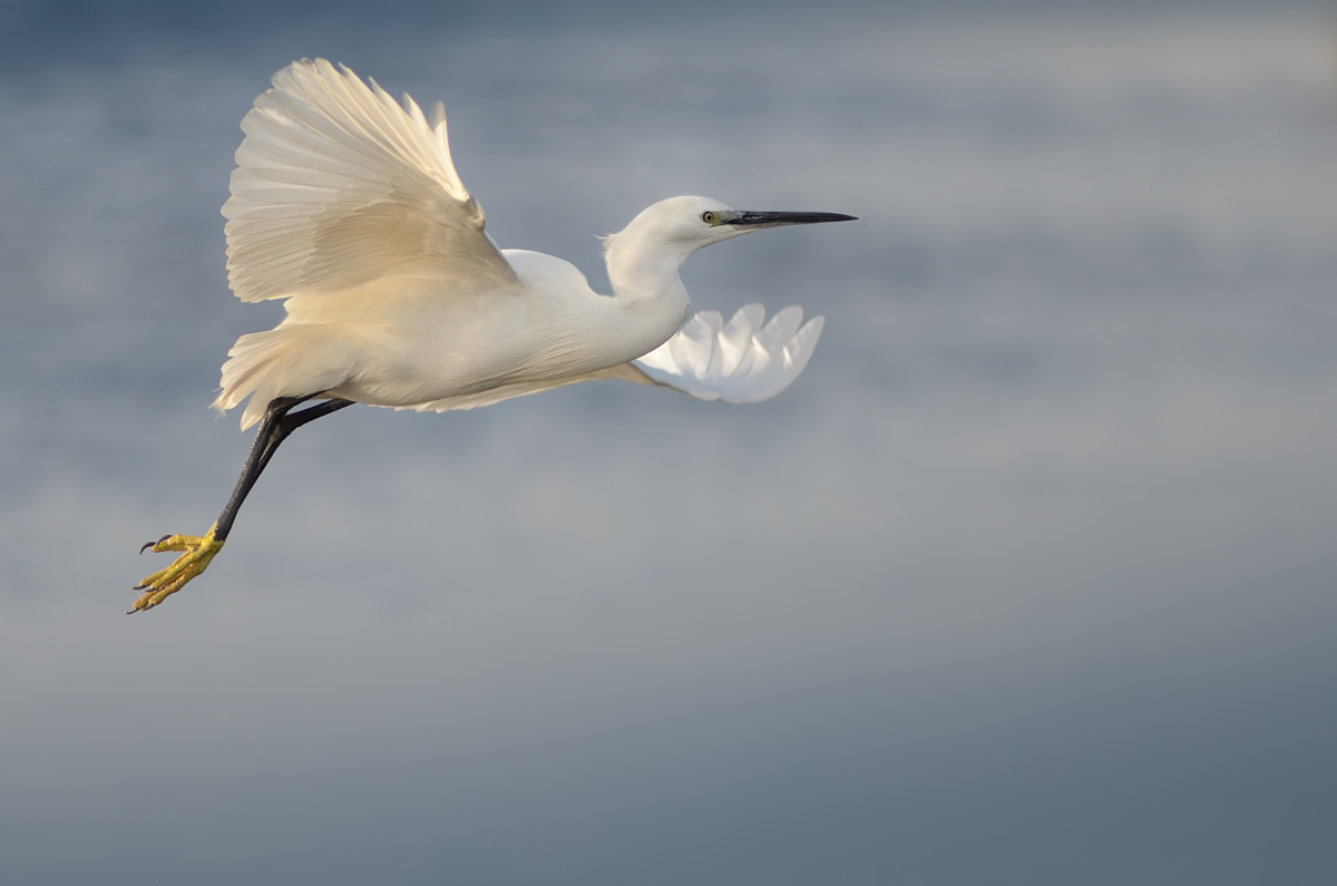 Egret