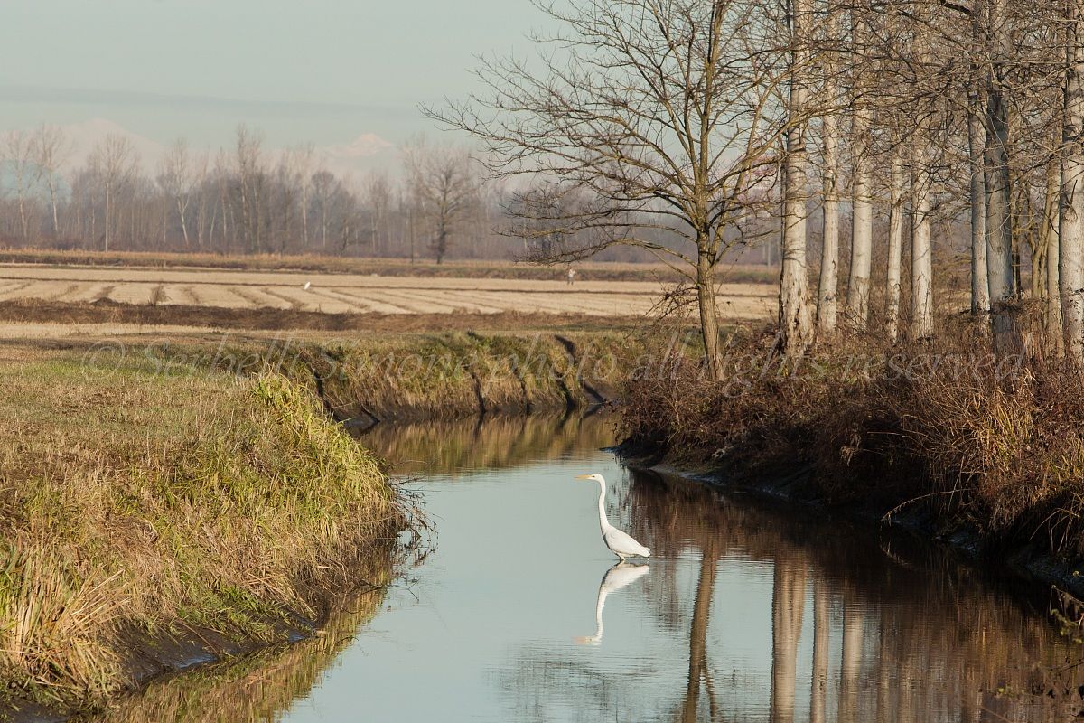 airone bianco maggiore