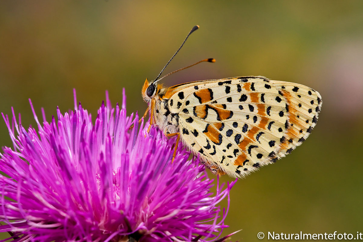 Farfalla Melitaea