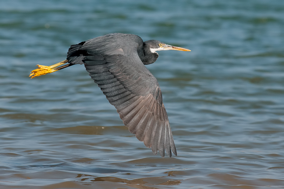 Airone schistaceo (Egretta gularis)