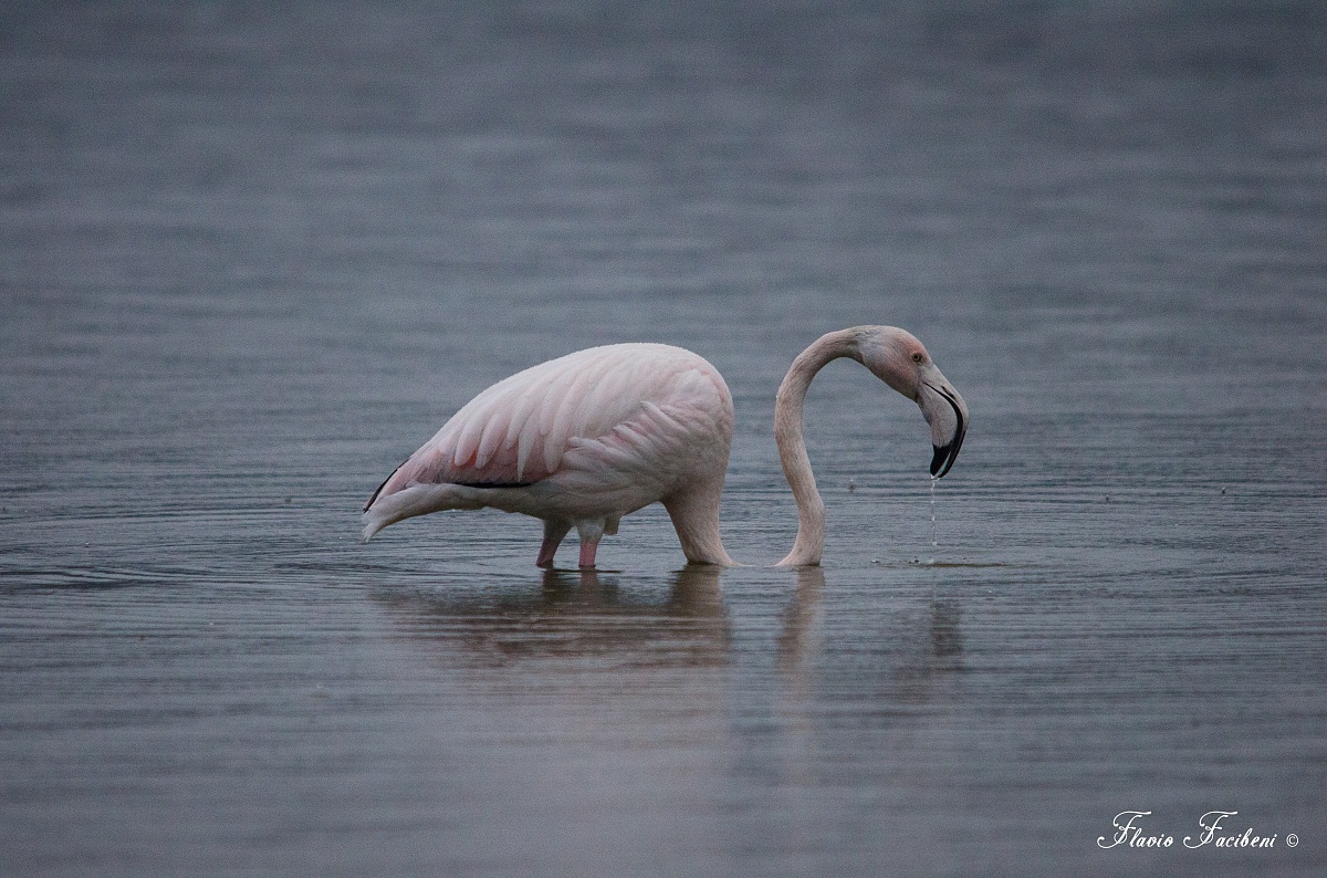 Fenicottero sotto la pioggia