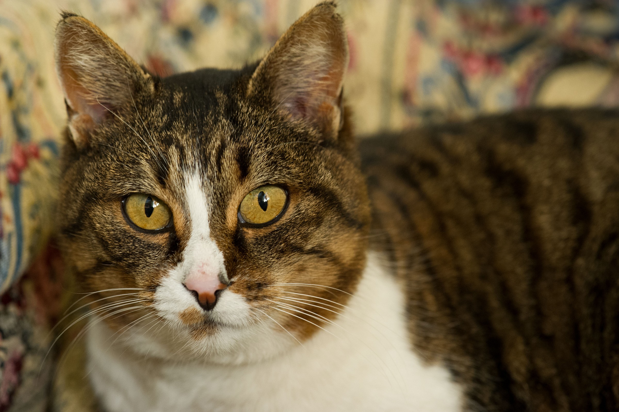 Scamp ... that look!