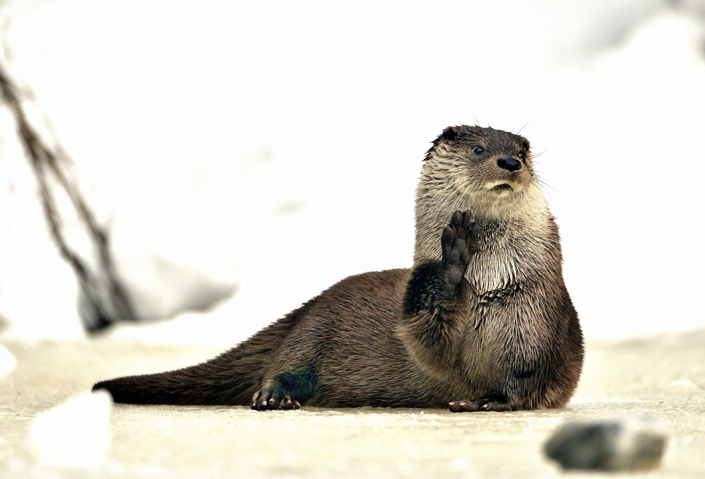 Bayerischen - Lontra
